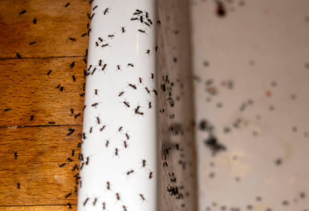 Best Commercial Pest Control Services  in Eagle, NE